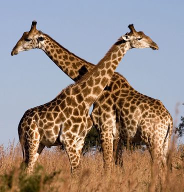 SA-Giraffe_Ithala_KZN_South_Africa_Luca_Galuzzi_2004-1920x1280